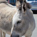 Laughlin_0101 (April 21, 2013)
